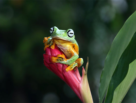 Animal exótico de Costa Rica en la Naturaleza